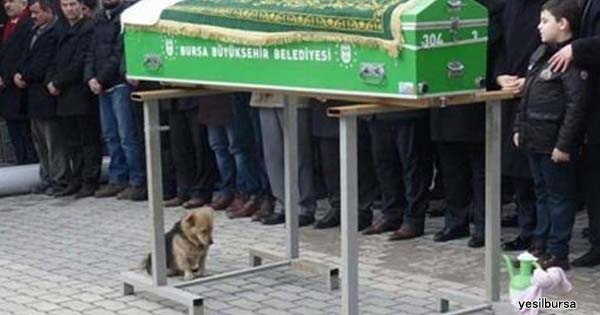 【※涙腺崩壊】ご主人をなくした1匹の犬。悲しそうな表情で棺の横から離れようとしなかった・・・その後の犬の行動に誰もが衝撃を受けた！