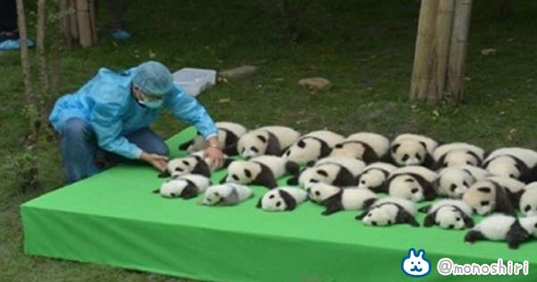 【※キュンキュン注意！】23頭のパンダが勢揃い！？パンダの赤ちゃんをお披露目した結果・・・