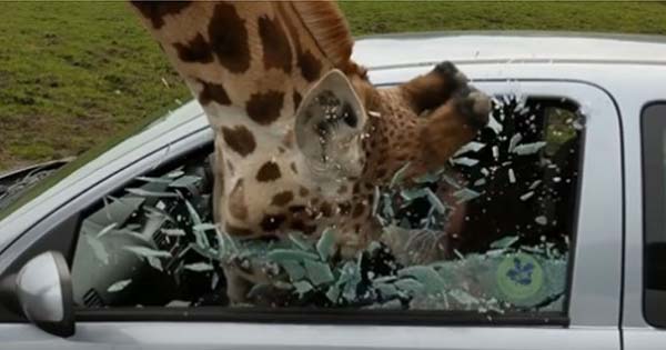 【※批判集中！？】サファリパークでキリンが車の窓に顔をぶつけてきた！直後に起きたことに衝撃が・・・！